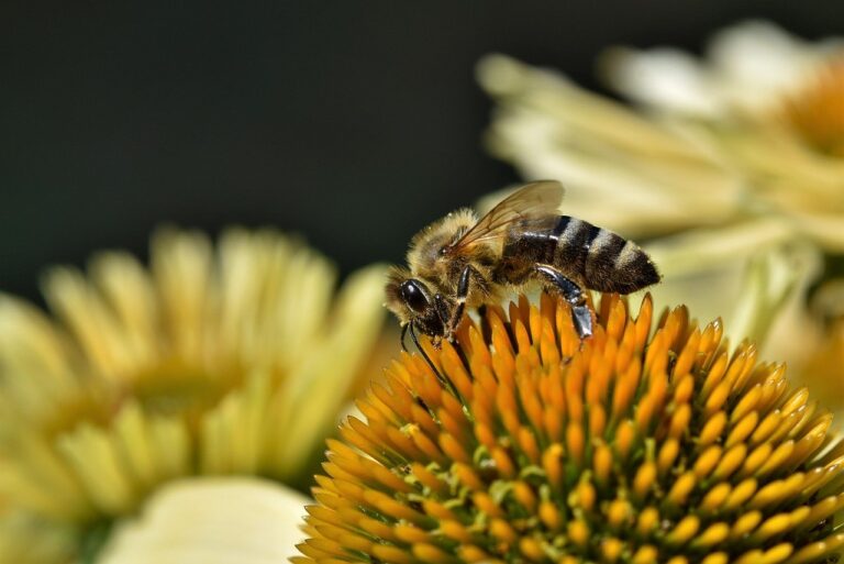 bee, insect, pollinate-8143028.jpg
